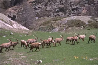 small_9605 0418 chamonixImg0054.webp